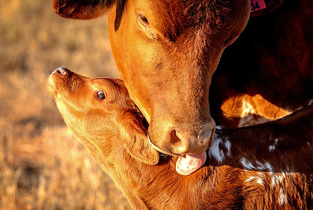 Cow and Calf_edited.jpg