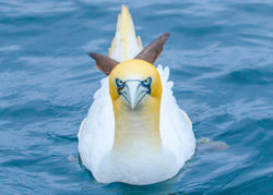 Gannet