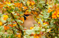 Waxwing