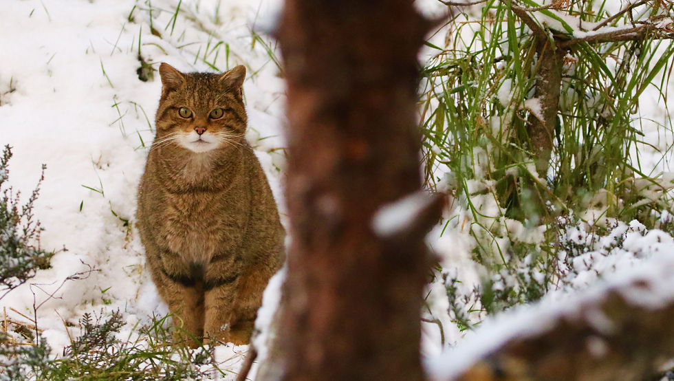 Staff Naturalist, Aigas Field Centre