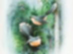 ree