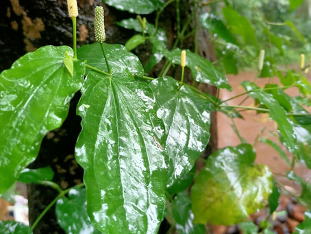 Long Pepper: The Spice that We Forgot