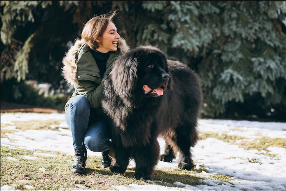 Tibetan mastiff dog