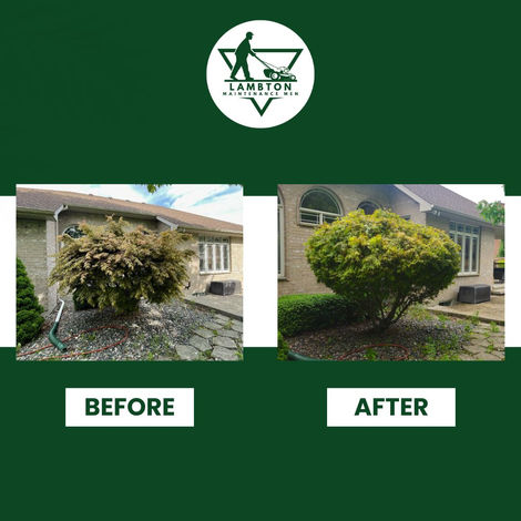 Professional Hedge and Shrub Trimming in Sarnia, ON