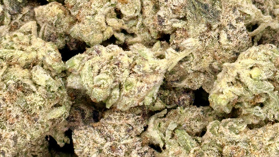 Lobster Butter (Indica)