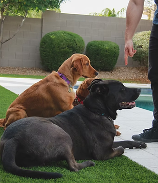 dog_training_photo.png