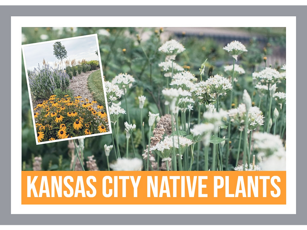 Kansas City Landscaping: Transform Your Outdoor Space with Native Plants