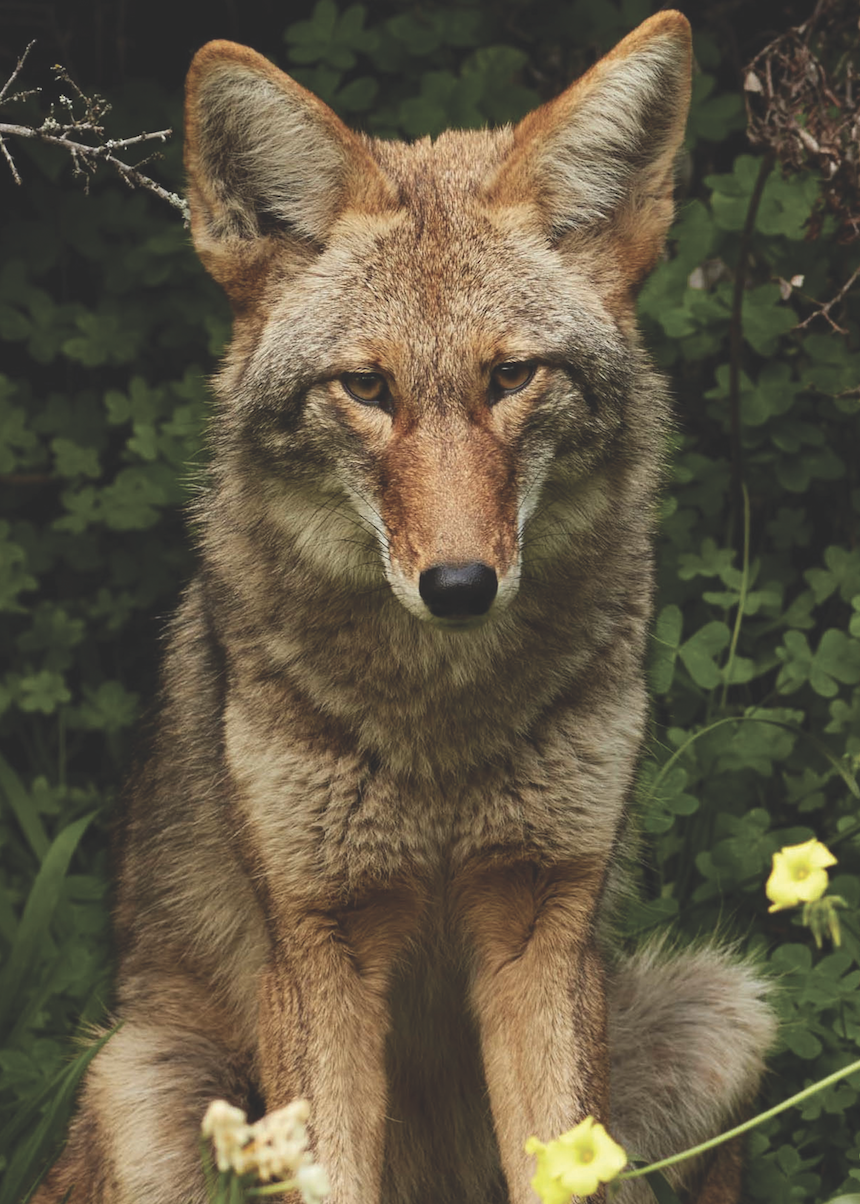 coyotes in south jersey