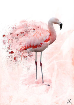 flamant rose