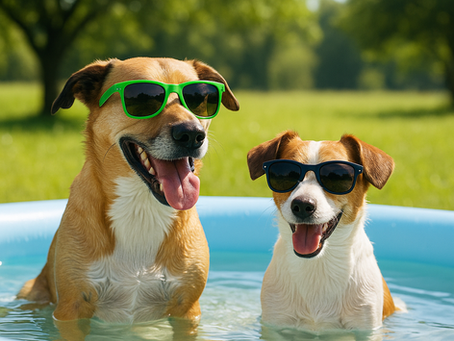 Bainbridge Pet Resort - dogs summer