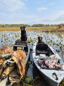 Brook hunting the swamps
