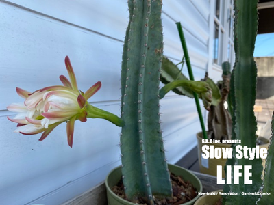 サボテンの花・・・。