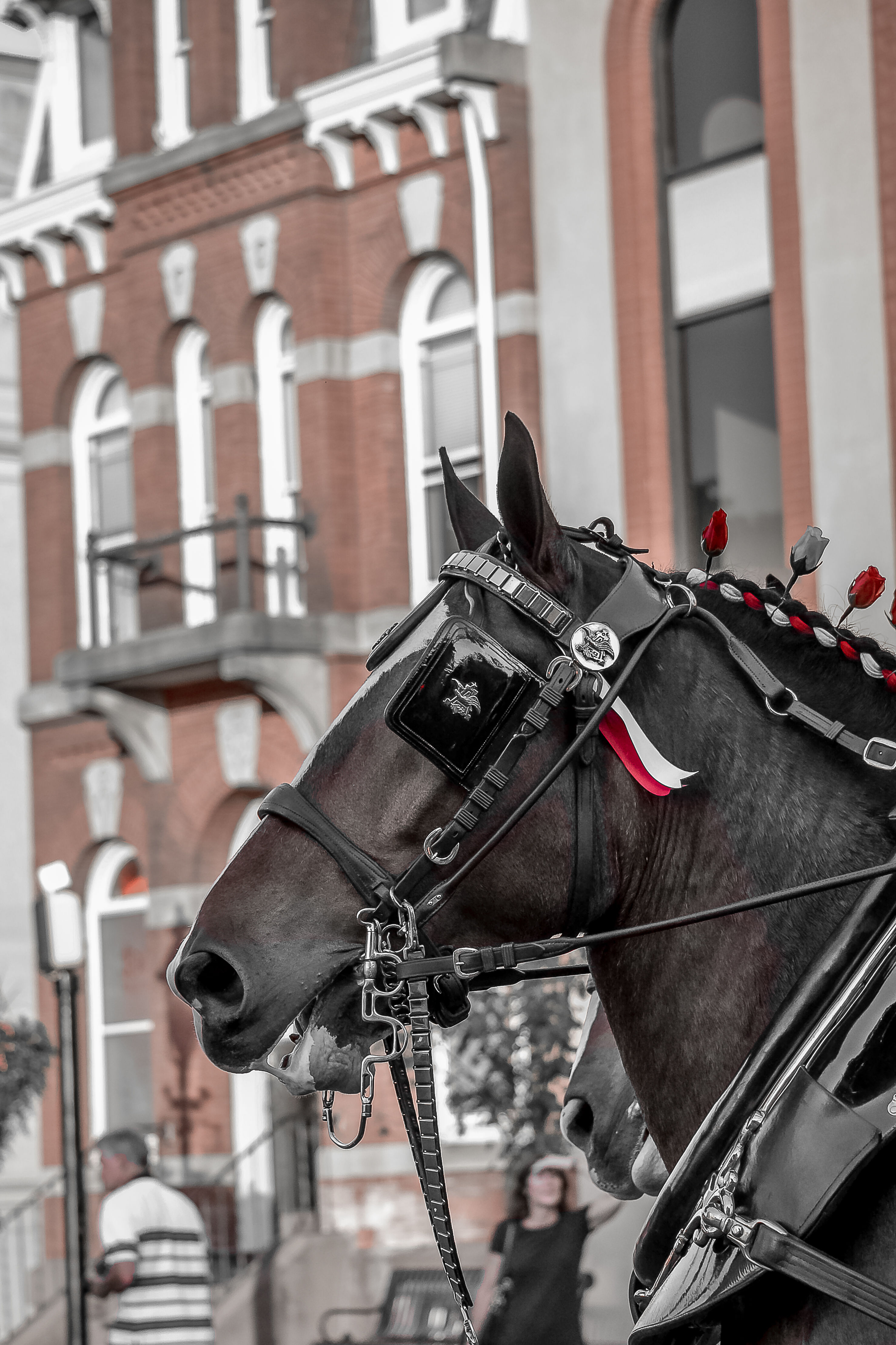 Clydesdales at Old Intelligencer Building