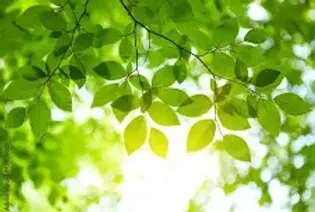 photo vegetal 2.webp