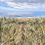 Thumbnail: Ayrshire Sand Dunes 