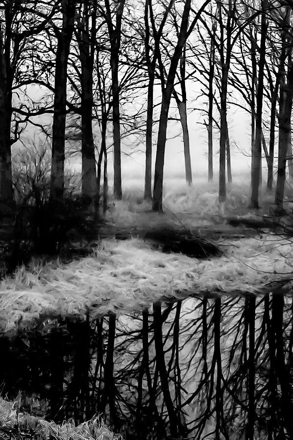 Jennifer Scavone Mirror Trees.jpg