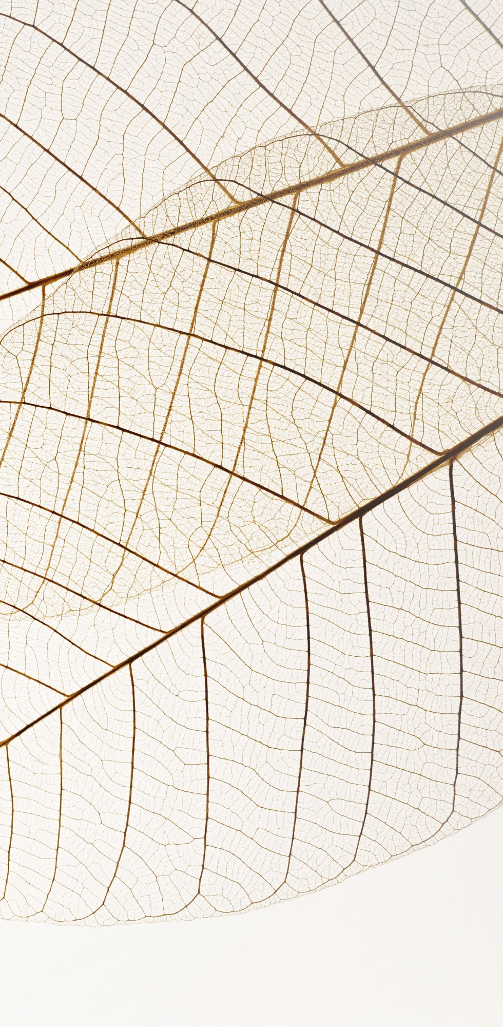 Two%20Dried%20Leaves_edited.jpg