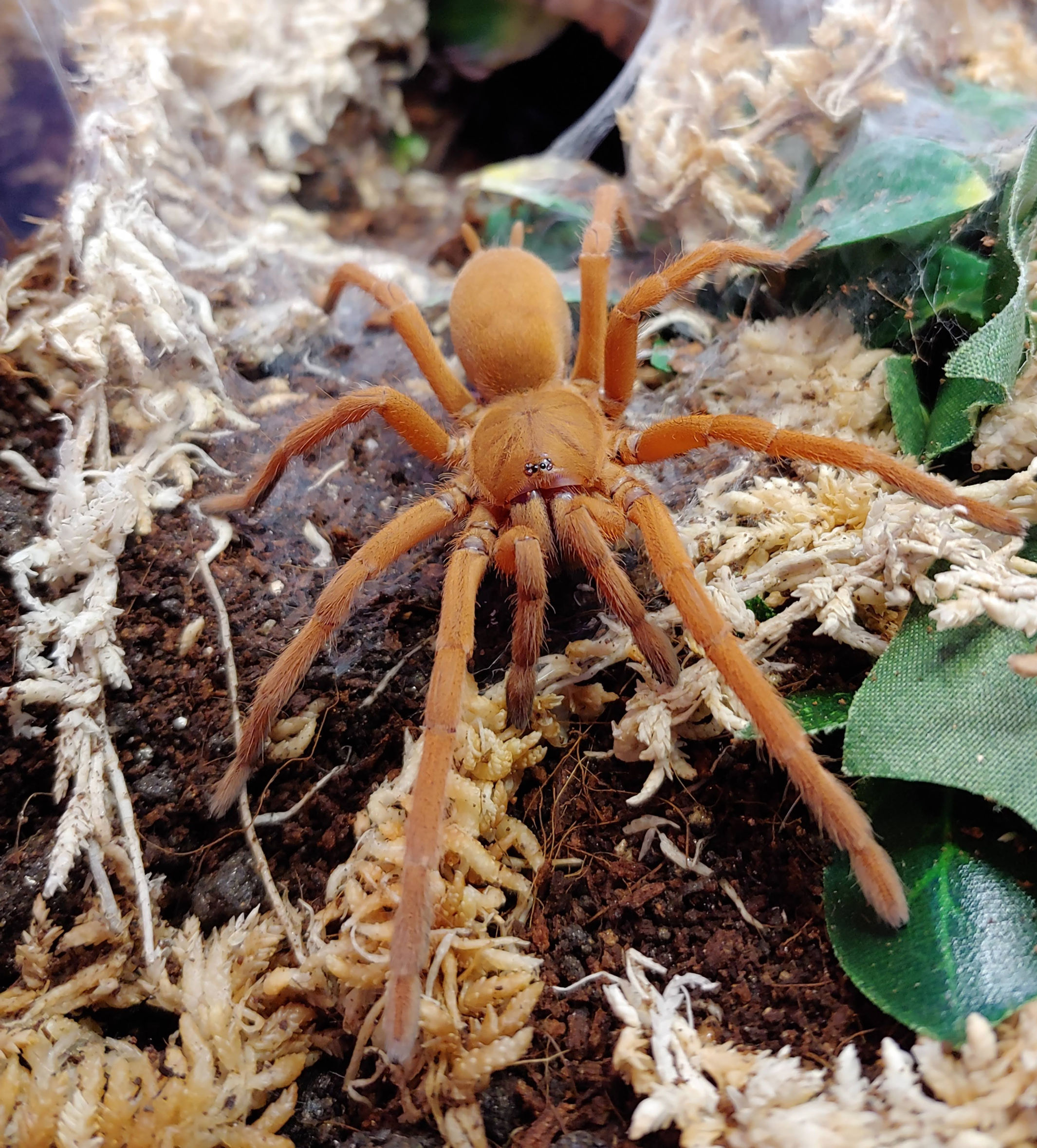 Selenobrachys philippinus (Philippine tangerine) (formerly Orphnaecus)