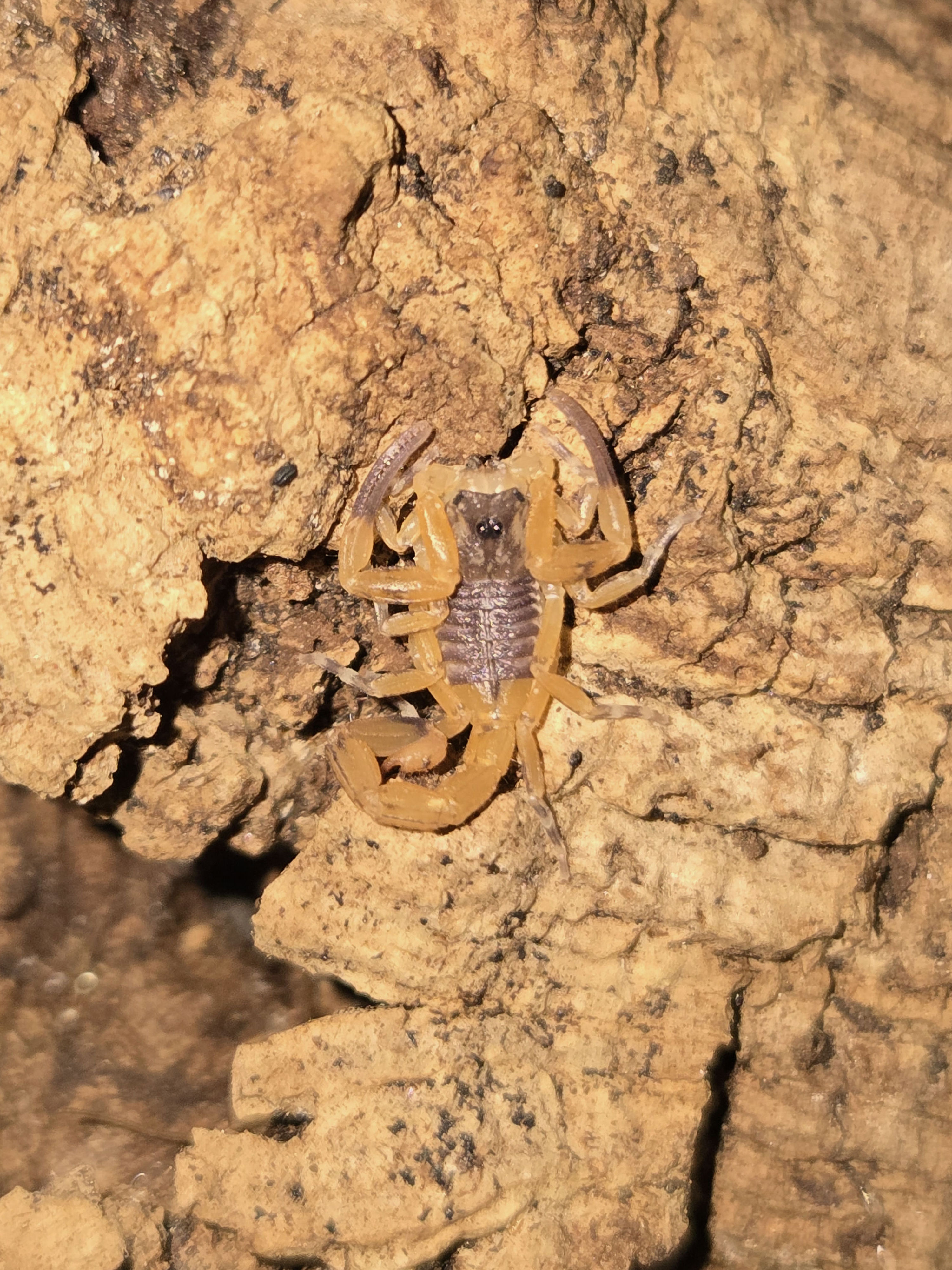 Tityus stigmurus (Brazilian yellow scorpion)