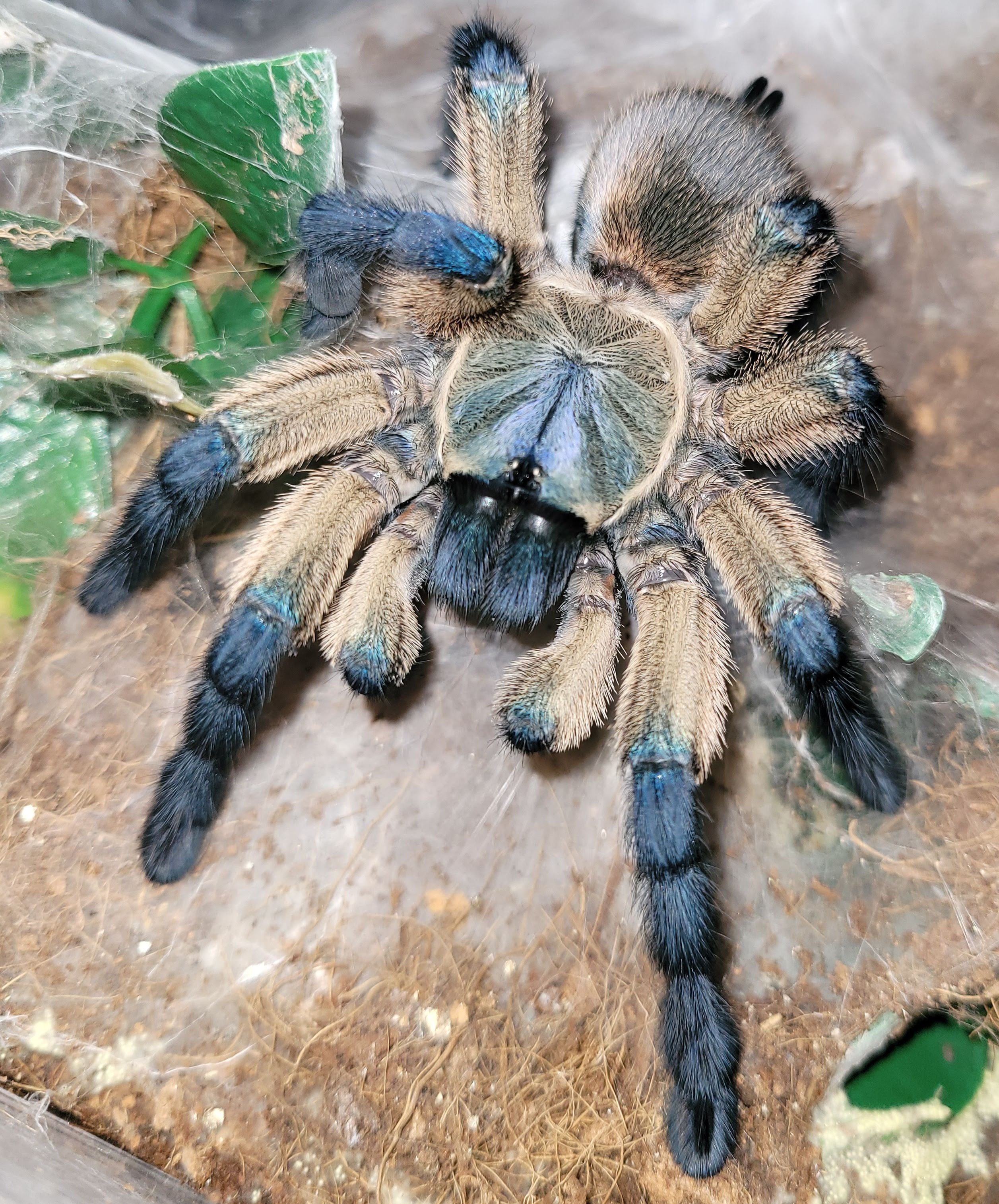 Monocentropus balfouri (Socotra Island blue baboon) - Communal of 5