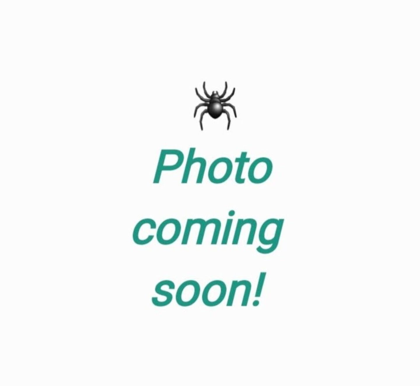 Heteropoda saaristoi (Ghost huntsman)