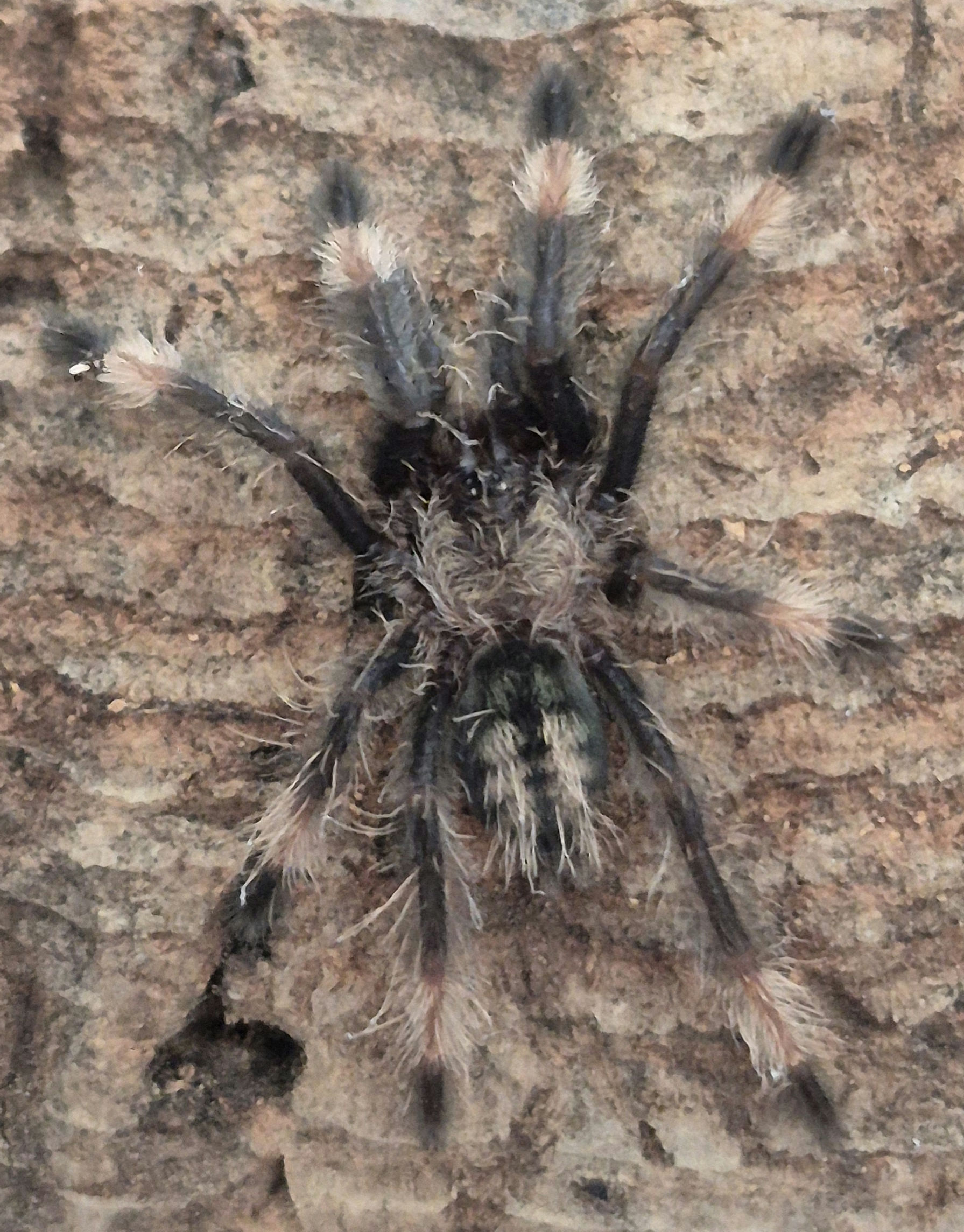Psalmopoeus cambridgei (Trinidad chevron) (Juvenile female)