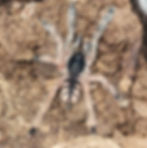 Amazonius germani 