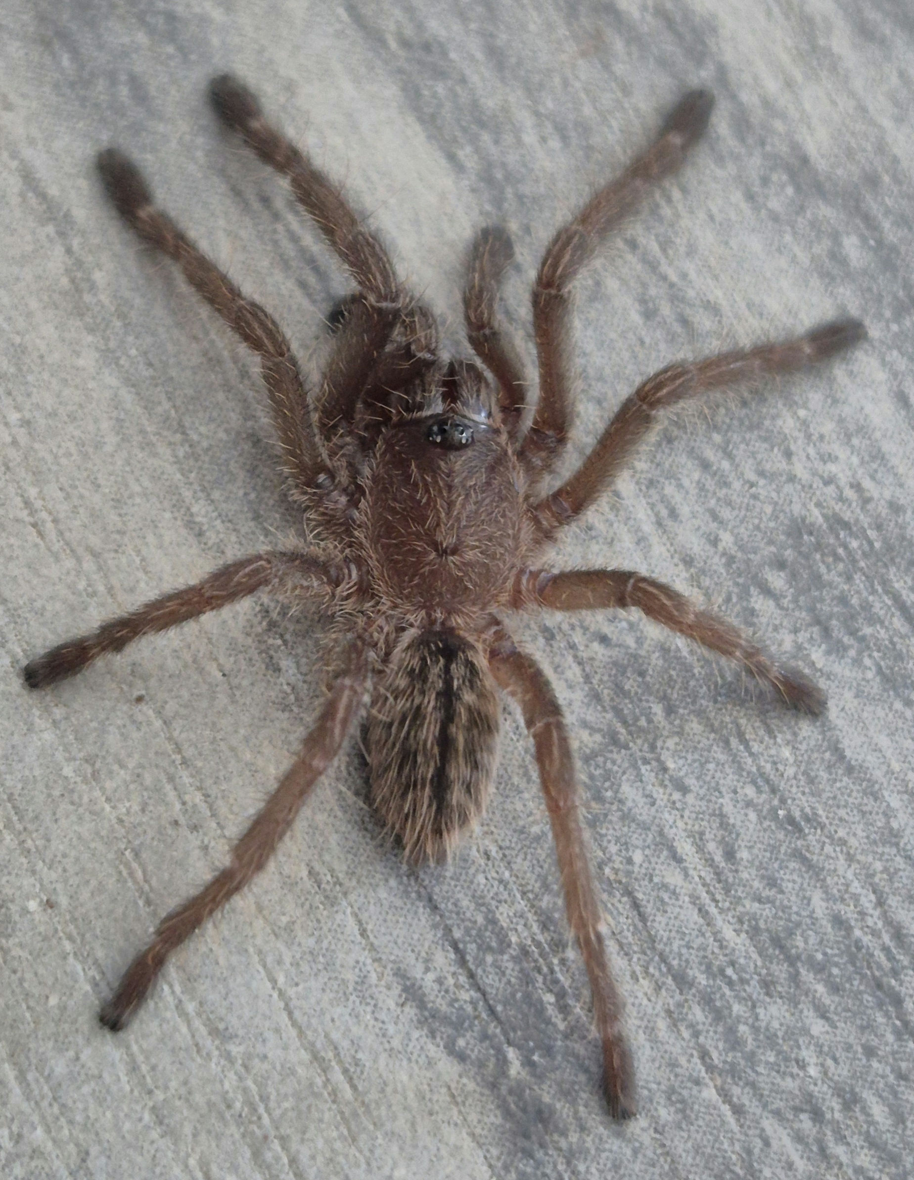 Cyriopagopus albostriatus (Thai zebra tarantula)