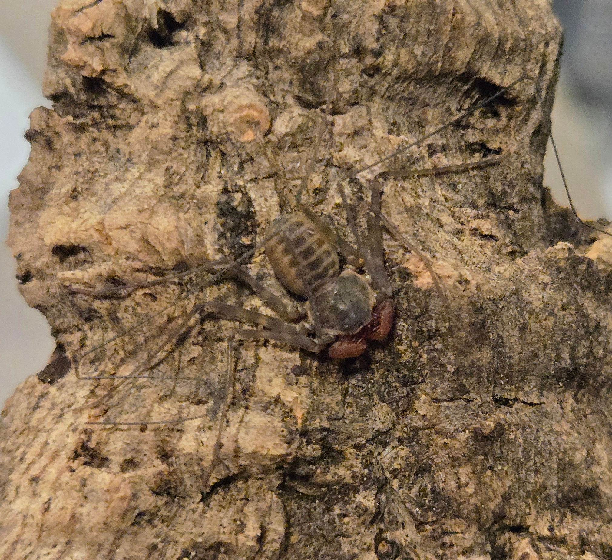 Paraphrynus cf "laevifrons" (Nicaraguan tailless whip scorpion)