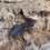 Thumbnail: Mastigoproctus giganteus (Giant vinegaroon/Giant whip scorpion)