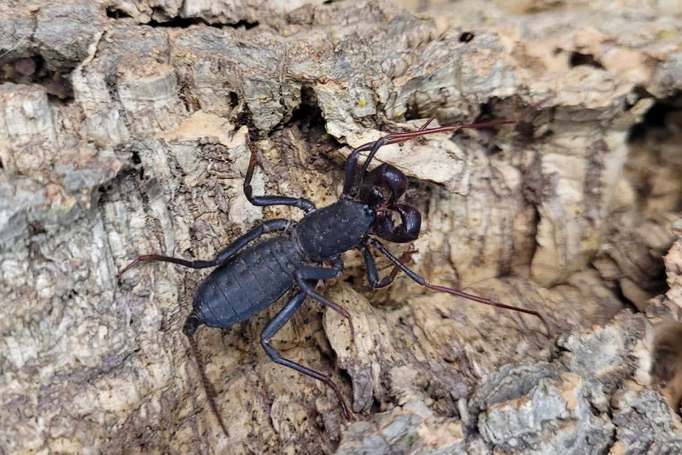 Mastigoproctus giganteus (Giant vinegaroon/Giant whip scorpion)