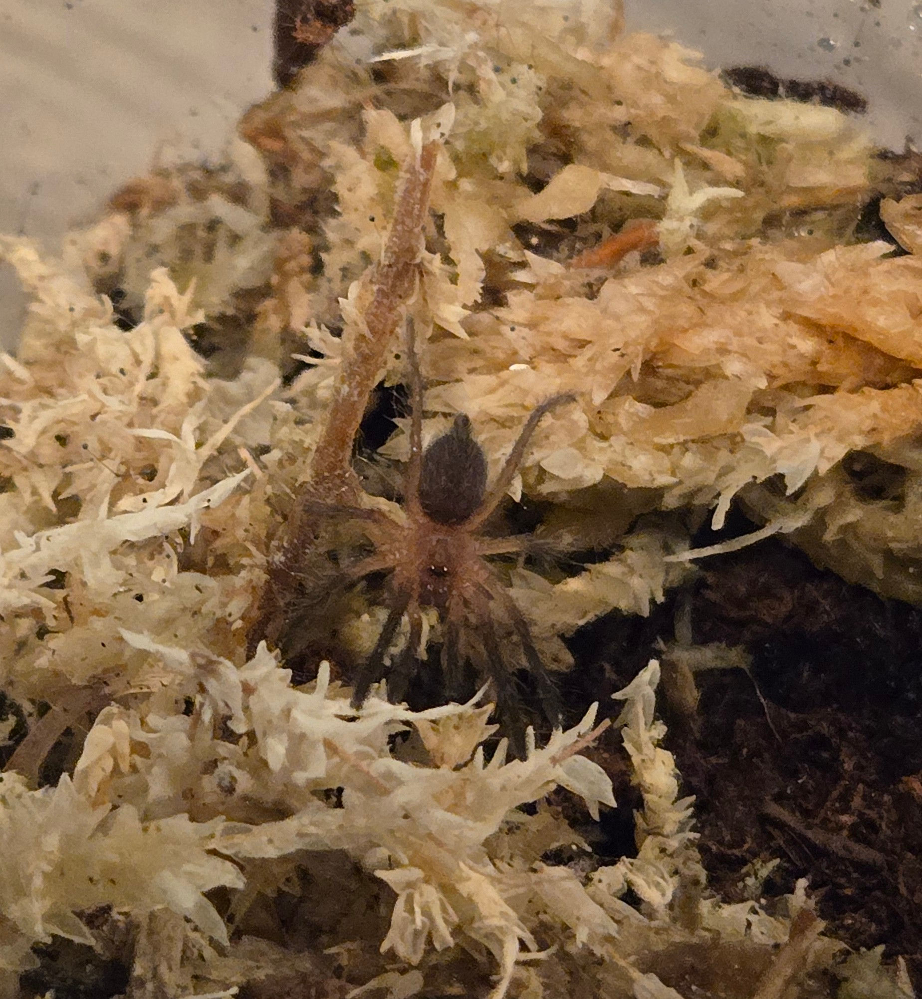 Dolichothele mineirum (Brazilian black dwarf beauty)