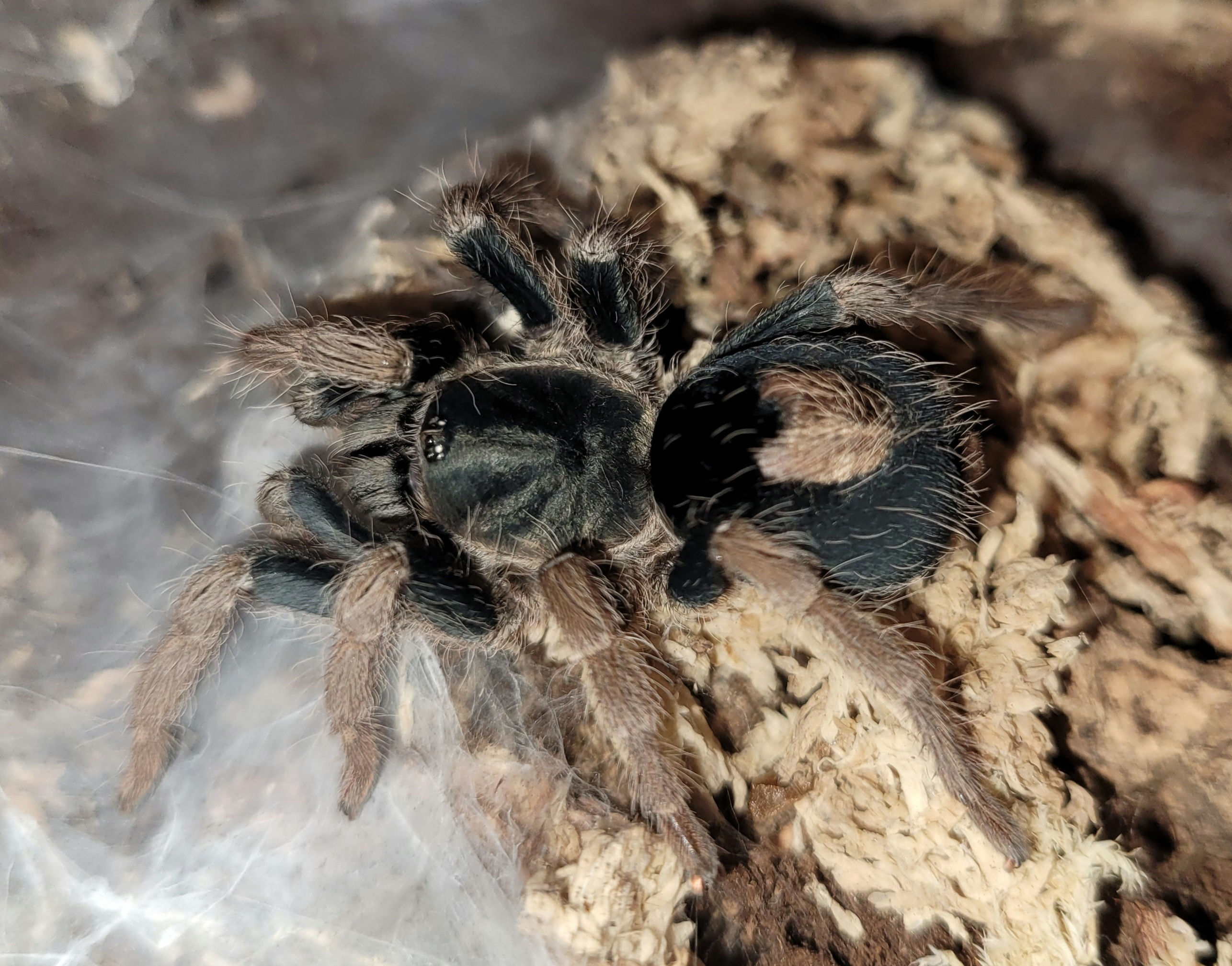 Cyriocosmus aueri (Peruvian Dwarf Red Leg)