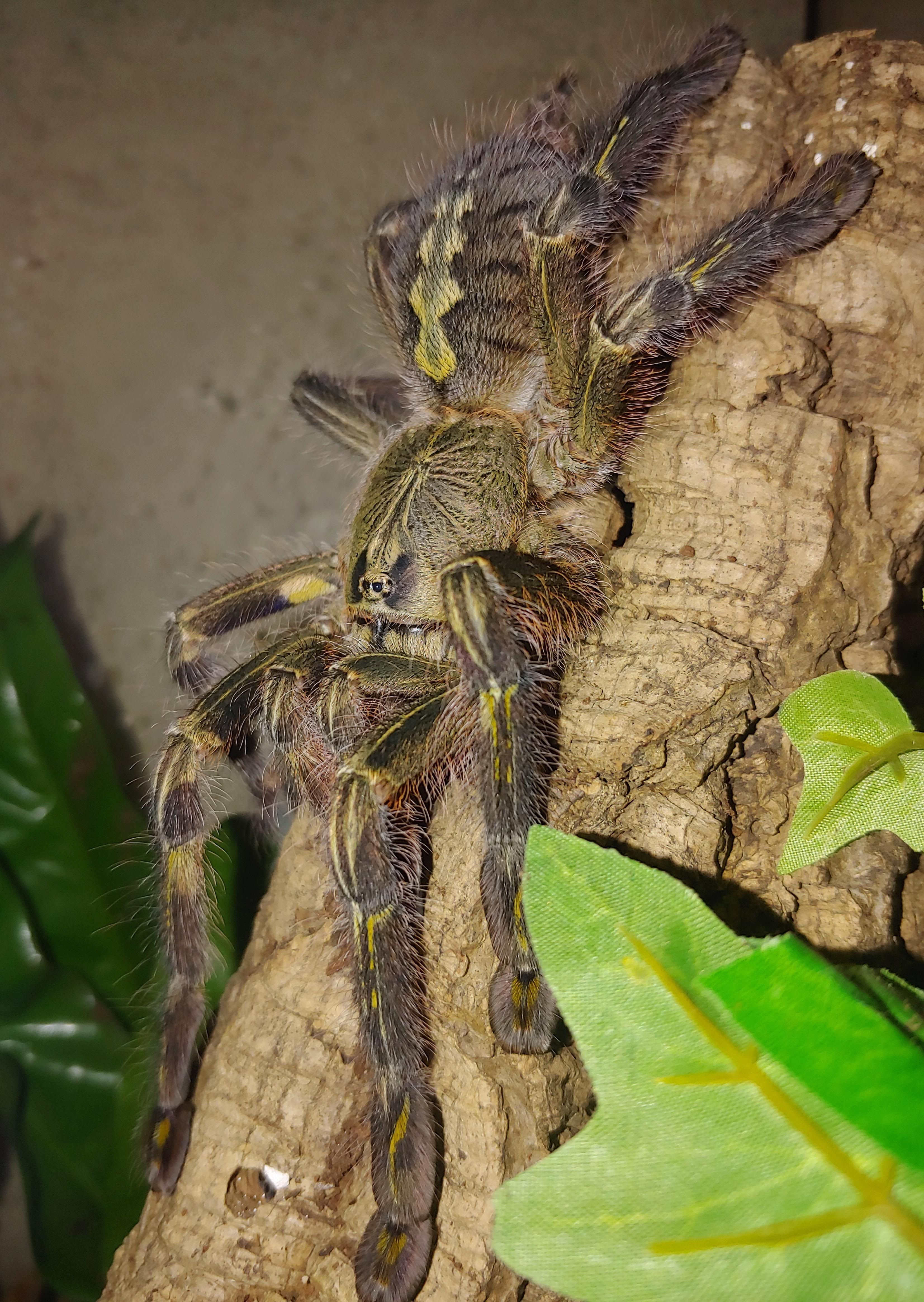 Poecilotheria rufilata (Red slate ornamental)