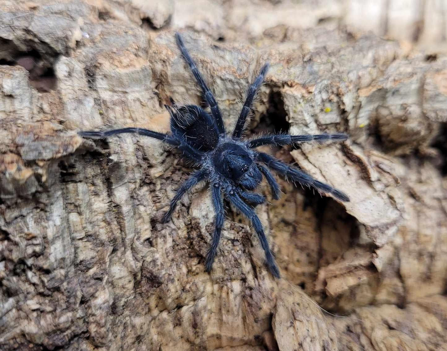 Phormictopus cancerides (Hispaniolan giant/Haitian brown)