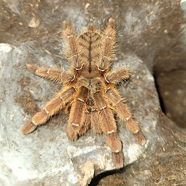 Tarantula Spiderlings | Wonderland Exotics