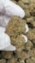 Miniature : PURPLE SUNSET CBD - 2K24
