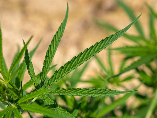 Cannabis légal en Allemagne : 2 ans après, le bilan pour la filière