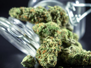 Accise CBD écartée du budget 2026 : le bilan pour la filière