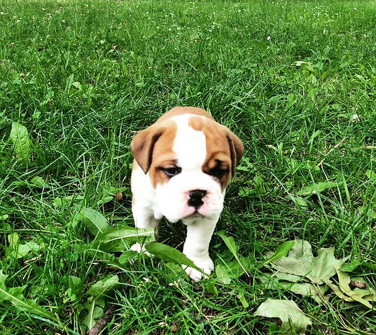 Loving , adorable ,loyal , cute , gorgeous ,beautiful English Bulldog .