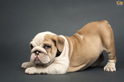 English Bulldog Puppy