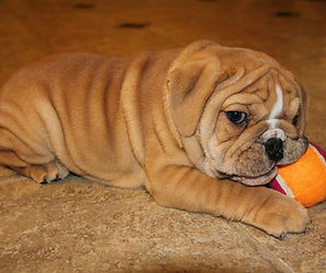 Playful-Adorable-Loving English Bulldog Puppy