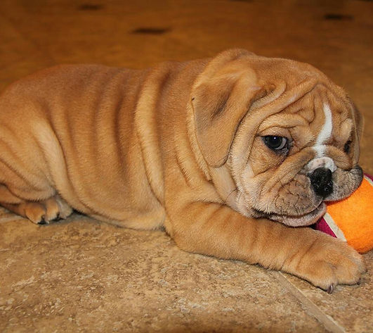 Loving , adorable ,loyal , cute , gorgeous ,beautiful English Bulldog .