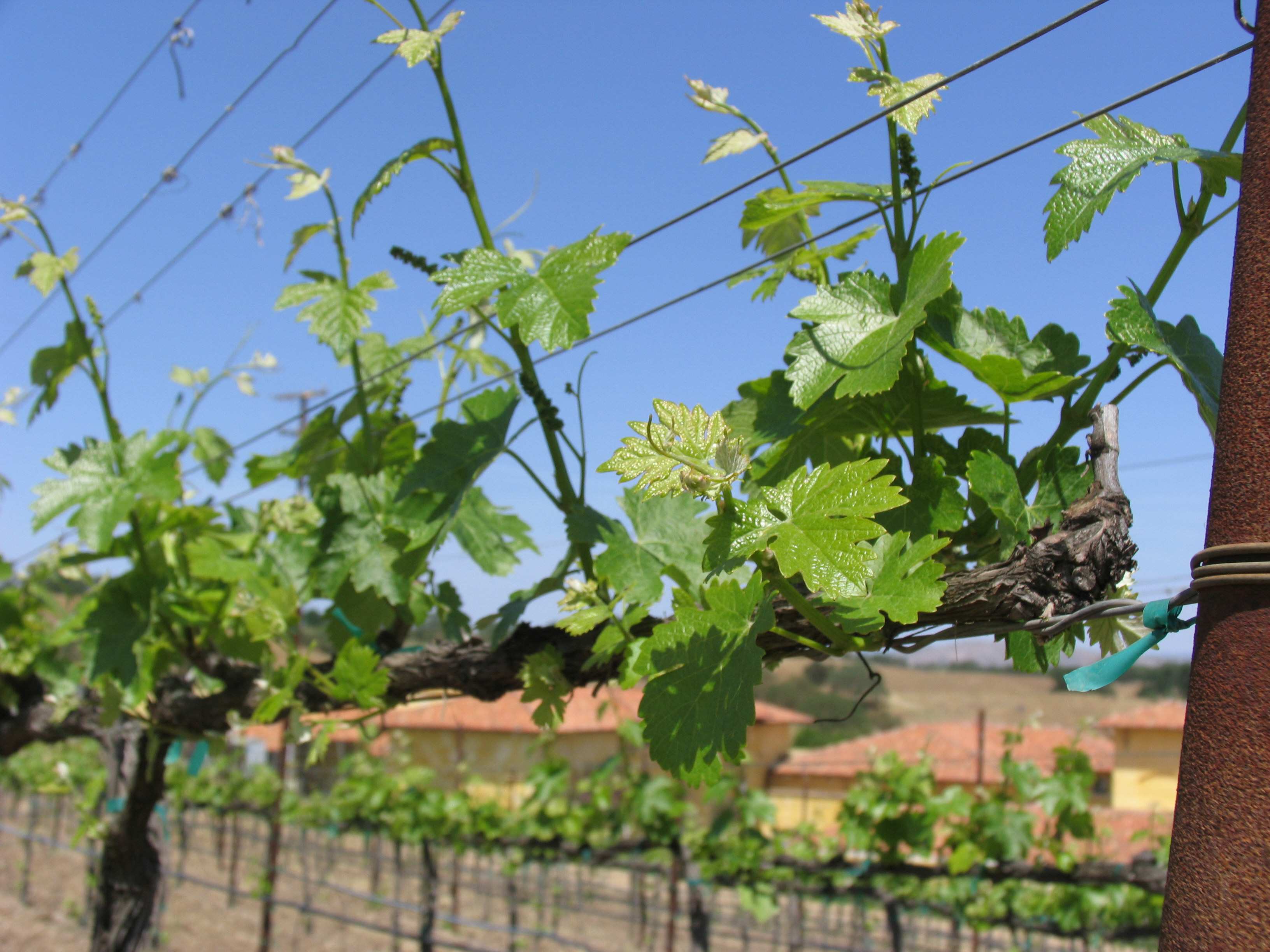 Our Vineyards