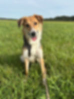 Rita (auf Pflegestelle in D)