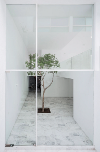 Casa La Cueva de COTAPAREDES Arquitectos. Árbol delgado en interior moderno de blanco minimalista, con suelo de mármol blanco y ventanas grandes, creando una atmósfera serena.