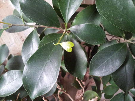 VALENTINES OFFER: Reduced price for 4 Question Personal Reading - ends 15th February!!