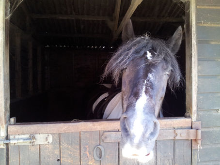 Horses for Healing and Healing for Horses