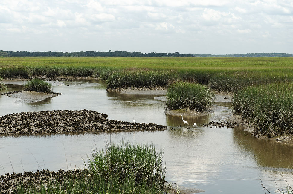 The marsh opens up just beyond the bridge — egrets wading in the shallows, the sky enormous above it all.