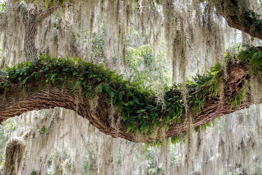 CumberlandIsland-316.jpg